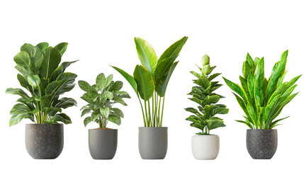 Obraz premium Minimalist botanical decor – Five common indoor houseplants with vibrant green foliage, isolated on a clean white background, ideal for interior design.