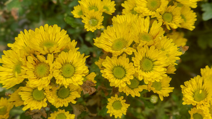 Vibrant Yellow Chrysanthemum Blooms Cluster Close Up Green Background