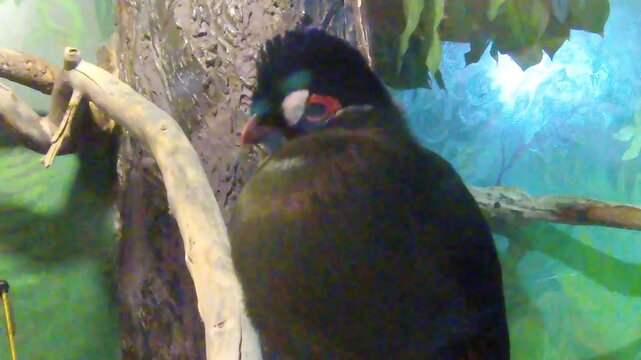 black and white bird