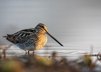 A beautiful close-up of a snipe bird at dawn , wading in calm shallow water.