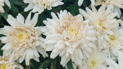 Creamy White Chrysanthemum Blooms Lush Green Foliage Soft Floral Image