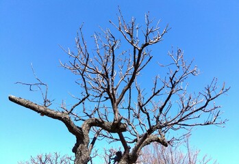 蕾みをつけだした早春の梅の木と青空