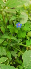 Close-up of a beautiful tiny blue wildflower among green leaves in nature🌱🍃