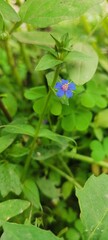 Close-up of a beautiful tiny blue wildflower among green leaves in nature🌱🍃