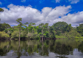 Amazon rainforest in northern Peru, South America