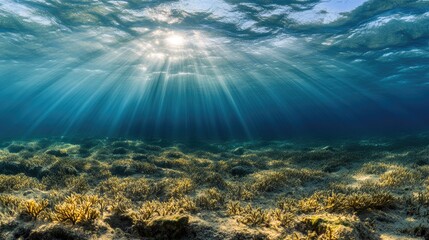 Fototapeta premium Sunlight Breaking Through Water at Seabed with Coral Growth
