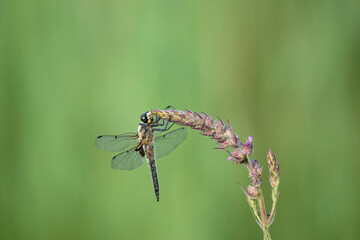 Dragonfly on a saffron flower.
