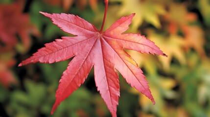 A close-up of a vibrant red maple leaf against a blurred background, symbolizing autumn and nature