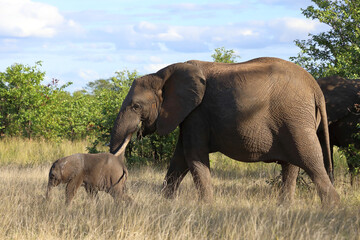 Obraz premium Afrikanischer Elefant / African elephant / Loxodonta africana
