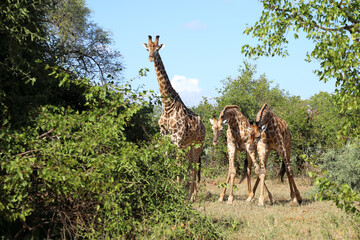 Giraffe / Giraffe / Giraffa camelopardalis