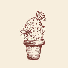 Succulent with flowers in home pot. Home cactus. Sketch illustration