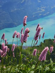 A vibrant summer photo of wildflowers blooming at the base of Brienzer Rothorn, capturing the colorful beauty of alpine flora against the backdrop of the majestic Swiss Alps. The image highlights the 