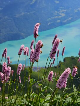 A vibrant summer photo of wildflowers blooming at the base of Brienzer Rothorn, capturing the colorful beauty of alpine flora against the backdrop of the majestic Swiss Alps. The image highlights the 