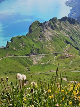 A vibrant summer photo of wildflowers blooming at the base of Brienzer Rothorn, capturing the colorful beauty of alpine flora against the backdrop of the majestic Swiss Alps. The image highlights the 
