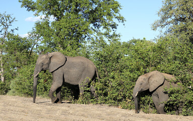 Fototapeta premium Afrikanischer Elefant / African elephant / Loxodonta africana