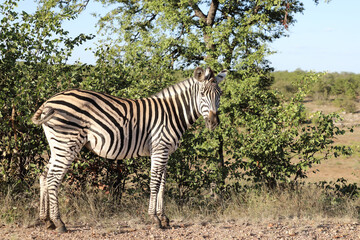 Obraz premium Steppenzebra / Burchell's zebra / Equus quagga burchellii