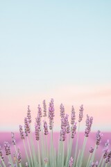 Naklejka premium Lavender blooms rise against soft pastel sky, creating serene at