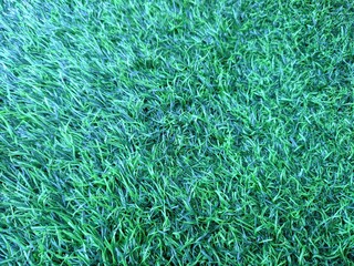 green grass texture background