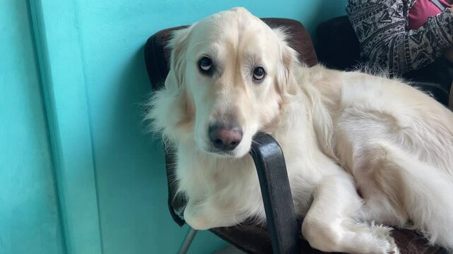 Sick cute dog waiting in his chair to enter the vet's office