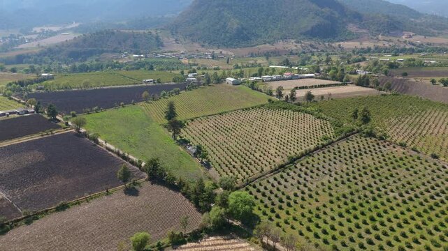 Aerial shot of Guava planting field Agriculture, mexico, michoacan