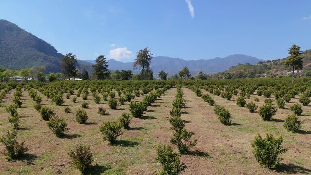 Aerial shot of Guava planting field Agriculture, mexico, michoacan