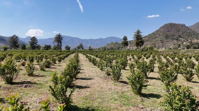 Aerial shot of Guava planting field Agriculture, mexico, michoacan