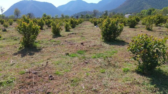 Aerial shot of Guava planting field Agriculture with mountains, mexico