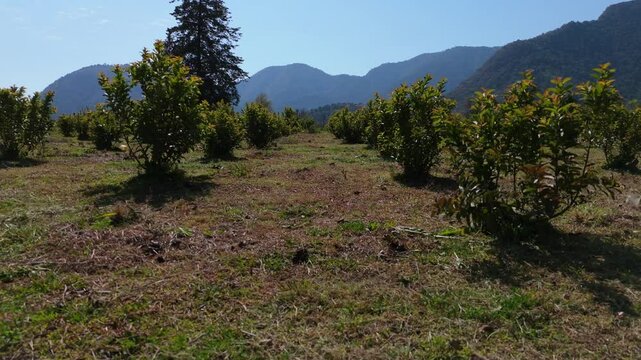 Aerial shot of Guava planting field Agriculture, mexico, michoacan