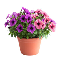 A Vibrant Potted Petunia Plant with Pink and Purple Isolated on Transparent Background