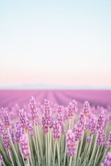 Obraz premium Lavender fields stretch under serene sky, showcasing vibrant hue