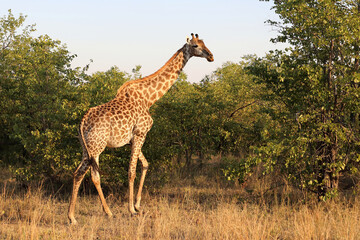 Giraffe / Giraffe / Giraffa camelopardalis