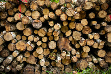 Numerous Stacked Logs Present in a Beautifully Natural Outdoor Setting Amongst Trees and Nature