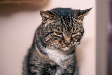 Angry and sad tabby-colored cat close-up