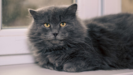 Fototapeta premium Grey cat resting by the window in an animal shelter during a sunny afternoon