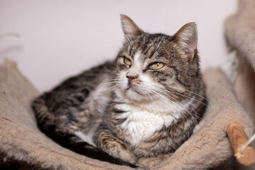A smiling tabby cat sits on a cat tree in a warm and inviting room, observing the surroundings with a relaxed posture. A soft pom-pom toy dangles nearby, adding a playful touch.