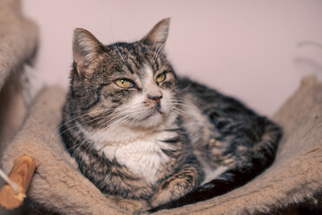 A smiling tabby cat sits on a cat tree in a warm and inviting room, observing the surroundings with a relaxed posture. A soft pom-pom toy dangles nearby, adding a playful touch.