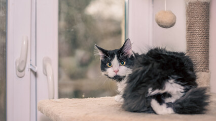 Mongrel cat seeking loving home at animal shelter during afternoon light