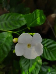 white and yellow flowers