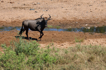 Streifengnu / Blue wildebeest / Connochaetes taurinus