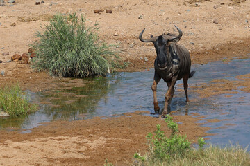 Streifengnu / Blue wildebeest / Connochaetes taurinus.