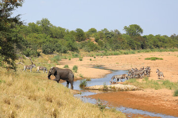 Afrikanischer Elefant und Steppenzebra im Tsendze River/ African elephant  and Burchell's zebra in...