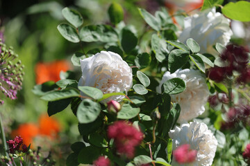 Beautiful and romantic pink english roses with lots of fresh buds in bright sunshine in the cottage garden.	