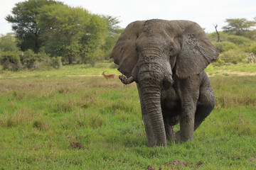 Obraz premium Afrikanischer Elefant im Schlamm / African elephant in the mud / Loxodonta africana
