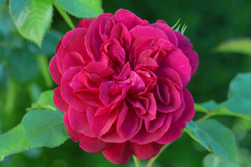Beautiful and romantic pink english roses with lots of fresh buds in bright sunshine in the cottage garden.	