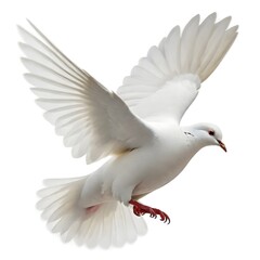 A white dove in flight, with its wings spread wide and its beak open. The dove has a red band around its leg and appears to be in mid-flight against a plain white background.