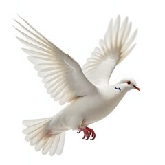 A white dove in flight, with its wings spread wide and its beak open. The dove has a red band around its leg and appears to be in mid-flight against a plain white background.