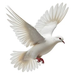 Fototapeta premium A white dove in flight, with its wings spread wide and its beak open. The dove has a red band around its leg and appears to be in mid-flight against a plain white background.