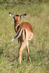 Schwarzfersenantilope / Impala / Aepyceros melampus