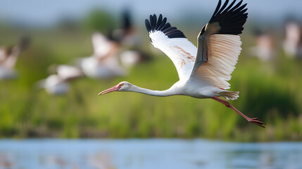 Obraz premium White pelican flying over water in lush natural landscape : Generative AI
