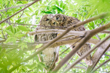 フクロウカップル